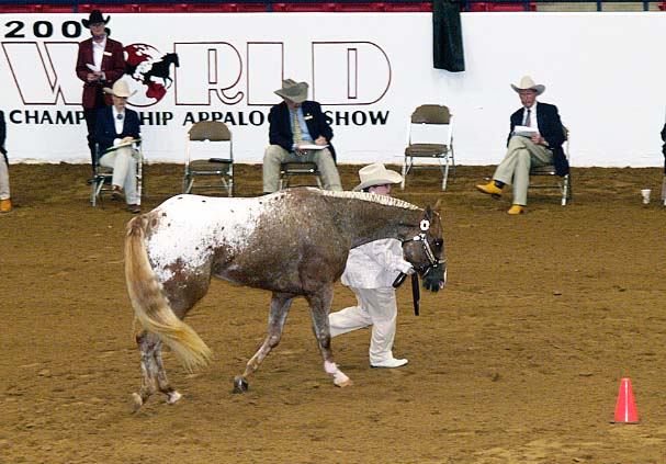 Designestry pictured at ApHC Worlds, November 2006