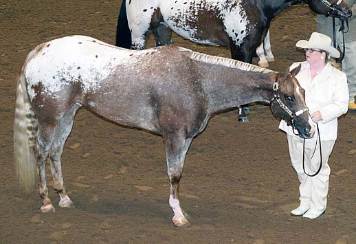 Designestry pictured at ApHC Worlds, November 2006