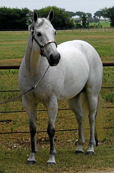 Alias Terlingua King, pictured 06/2010