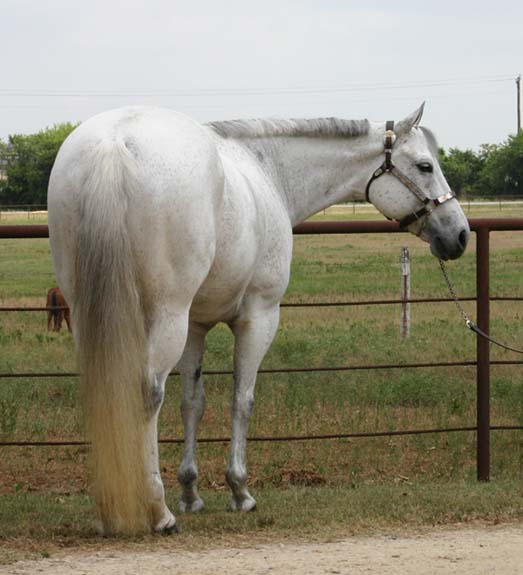 Alias Terlingua King, pictured 06/2010