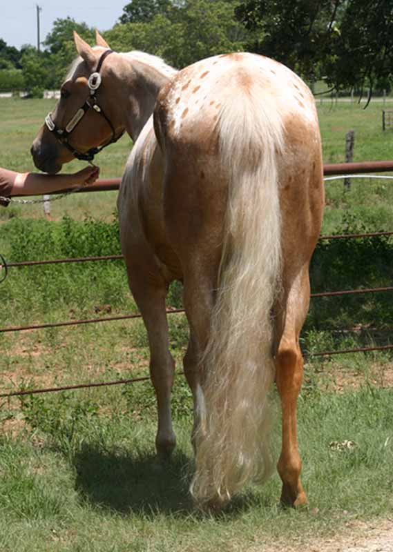 Patches Hit, pictured 7/2011