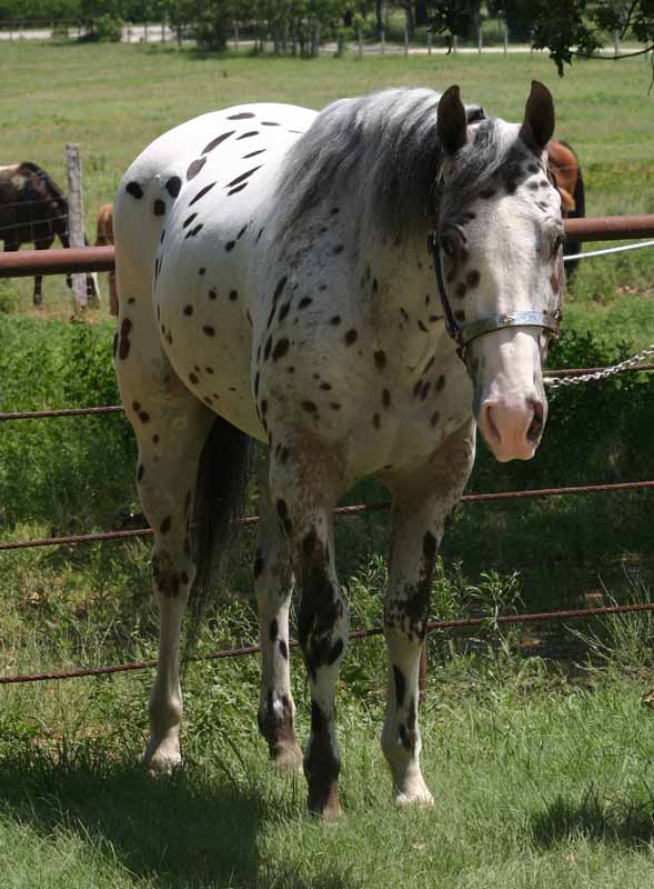Moonie, pictured 7/2011