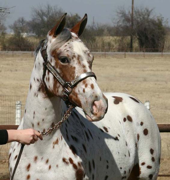 Matinee, pictured 02/2008