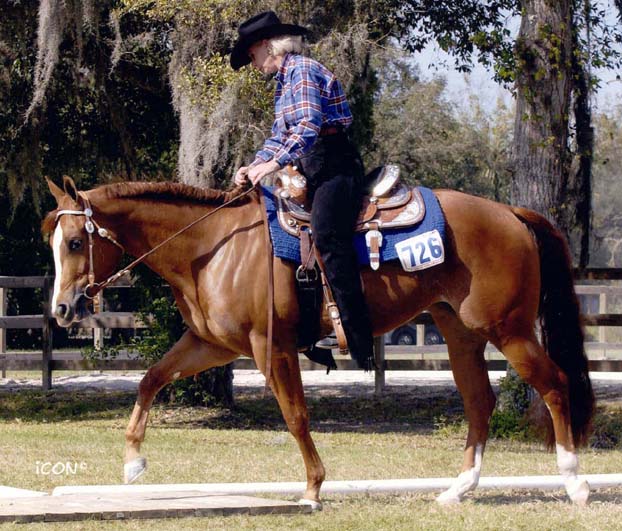 Desinger Debutante, Junior Trail, pictured as a 3-yr-old, November 2001