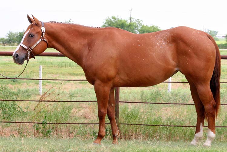 Desinger Debutante, pictured July 2009