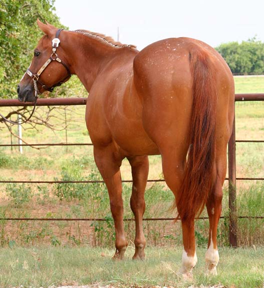 Desinger Debutante, pictured July 2009