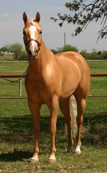 CRW Miss Appropriate, pictured 04/2010