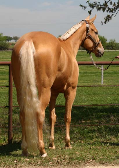 CRW Miss Appropriate, pictured 04/2010