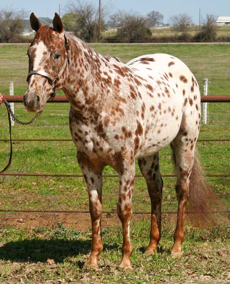 Sierramus, pictured March 2010