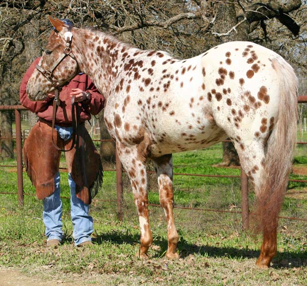Sierramus, pictured March 2010