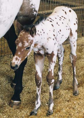2003 Bay Colt, Enlightened (AQHA) x Cartoon Series (by Designer Series, ) pictured at 3 days old, Feb 24, 2003.