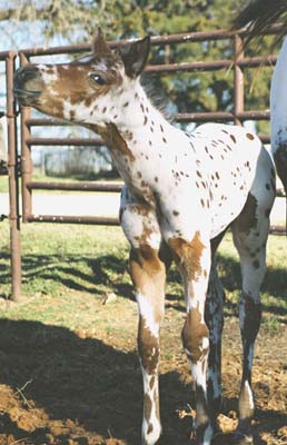 2003 Bay Colt, Enlightened (AQHA) x Cartoon Series (by Designer Series, ) pictured at 2 weeks, March 7, 2002.