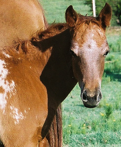 2003 ApHC filly, pictured June 2003