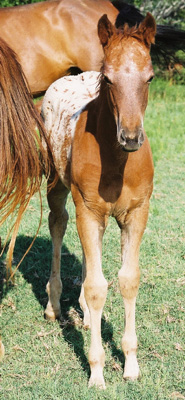 2003 ApHC Filly, Charicature x Own daughter of Rock Star, pictured June 2003.