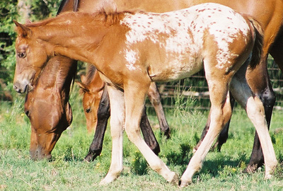 2003 ApHC Filly, Charicature x Own daughter of Rock Star, pictured June 2003.