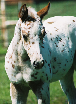 Gypsy, pictured March 22, 2003