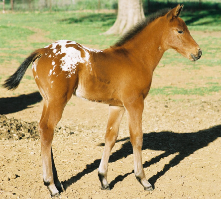Handyman, pictured March 25, 2003, 3 weeks old