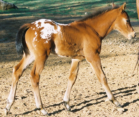 Handyman, pictured March 25, 2003, 3 weeks old