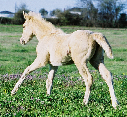 Invitation To Rock, pictured at 5 weeks old, March 25, 2003