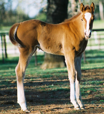 Invitational filly, pictured March 25, 2003