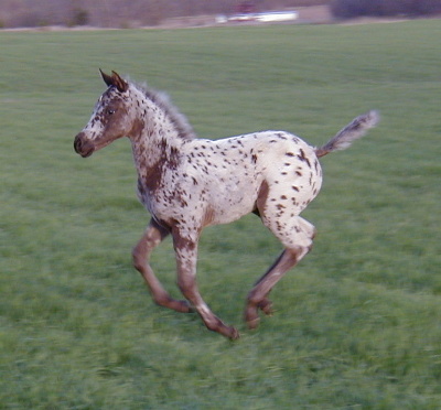Charicature filly, pictured March 2004