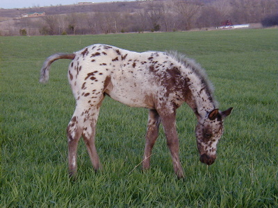Charicature filly, pictured March 2004