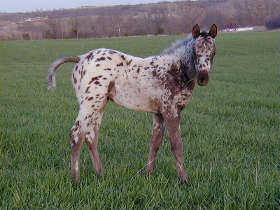 Charicature filly, pictured March 2004