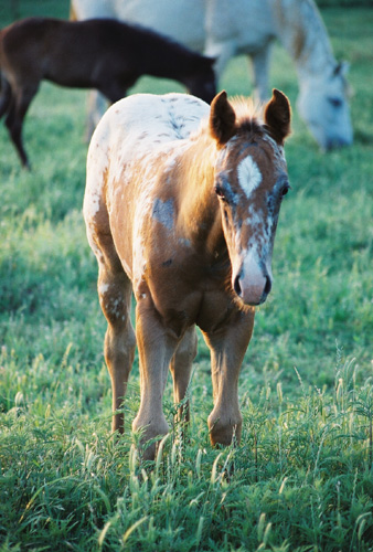Charicature filly, pictured early May, 2004