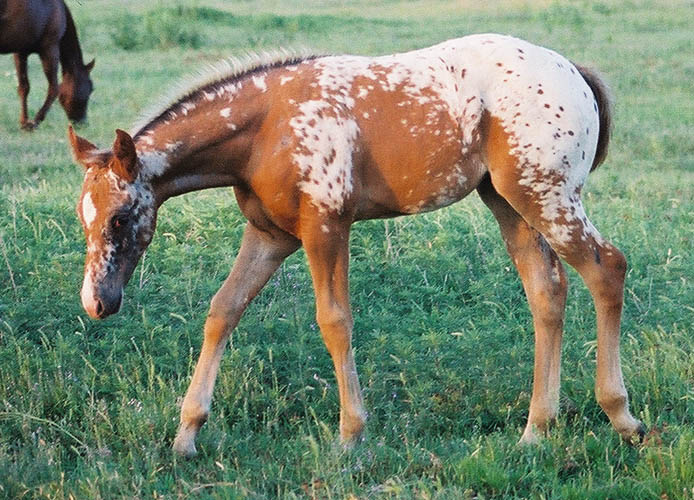 Charicature filly, pictured early May, 2004