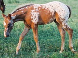 Destinys Design: Chestnut/Blanket Filly. Pictured early May, 2004.
