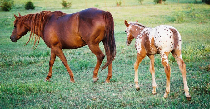 Charicature filly, pictured early May, 2004