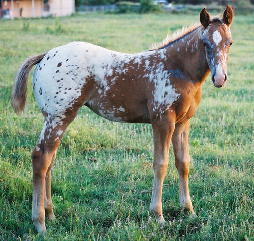Charicature filly, pictured early May, 2004