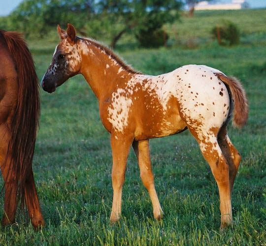 Charicature filly, pictured early May, 2004