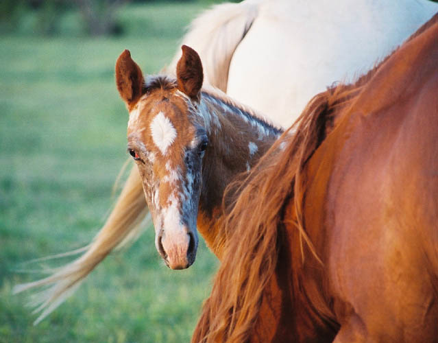 Charicature filly, pictured early May, 2004