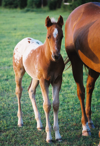 Charicature gelding, pictured early May, 2004