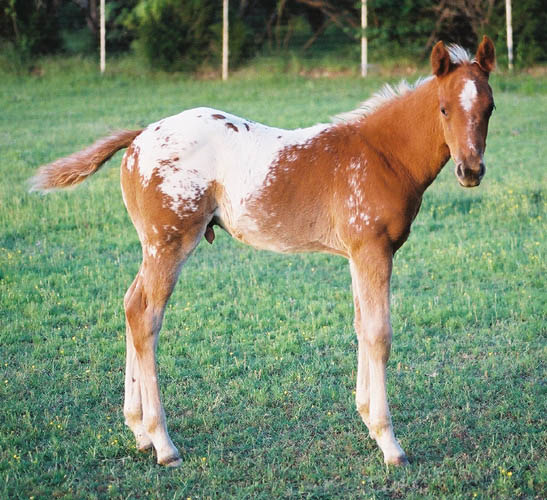 Charicature gelding, pictured early May, 2004