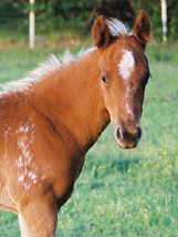 Rockin Character: Chestnut/Blanket Gelding. Pictured early May, 2004.