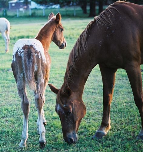 Charicature gelding, pictured early May, 2004
