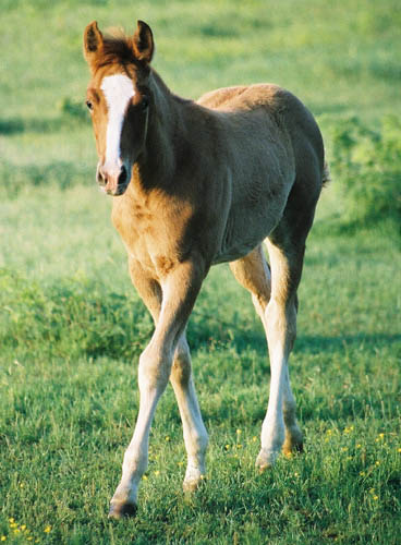 Invitational colt, pictured early May, 2004