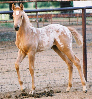 Charicature filly, pictured early May, 2004