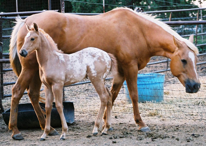 Charicature filly, pictured early May, 2004