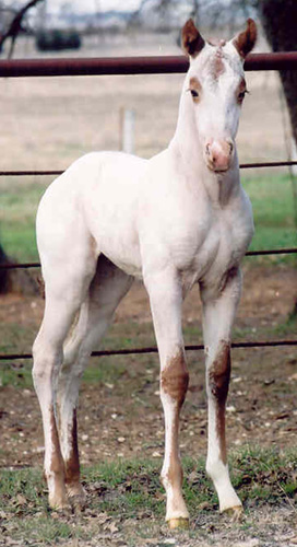 Charicature colt, pictured February 18, 2004
