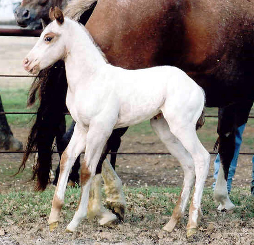 Charicature colt, pictured February 18, 2004
