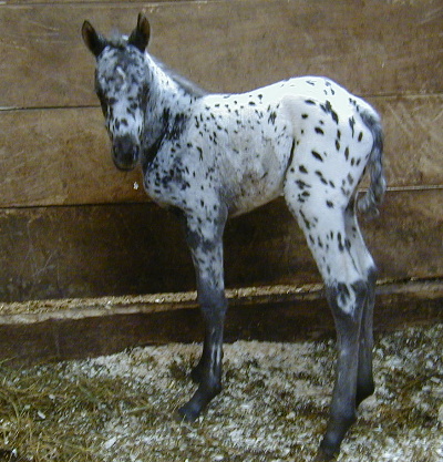 Charicature filly, pictured soon after birth, February, 2004