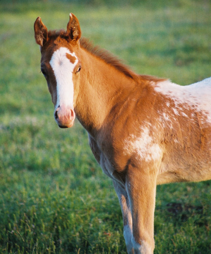 Invitational gelding, pictured early May, 2004