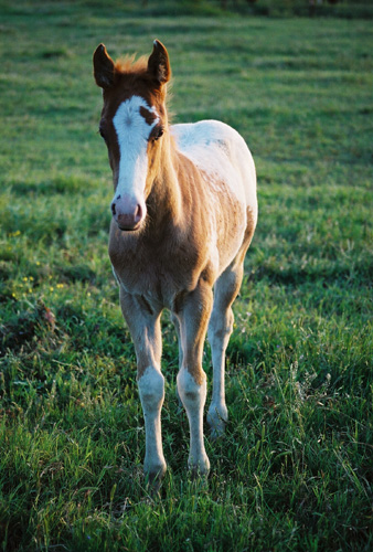 Invitational gelding, pictured early May, 2004