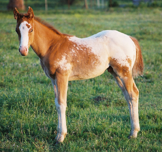 Invitational gelding, pictured early May, 2004