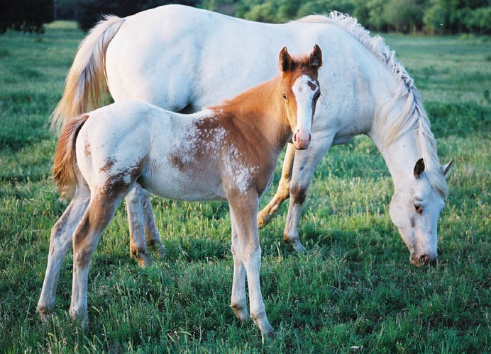 Invitational gelding, pictured early May, 2004