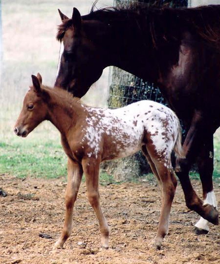 Invitational filly, pictured February 18, 2004