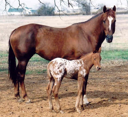 Invitational filly, pictured February 18, 2004